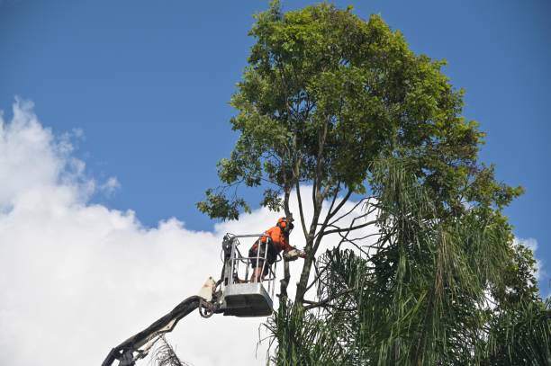 Best Tree Maintenance Programs  in Irwindale, CA